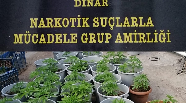 DİNAR’DA 76 KÖK HİNT KENEVİRİ ELE GEÇİRİLDİ