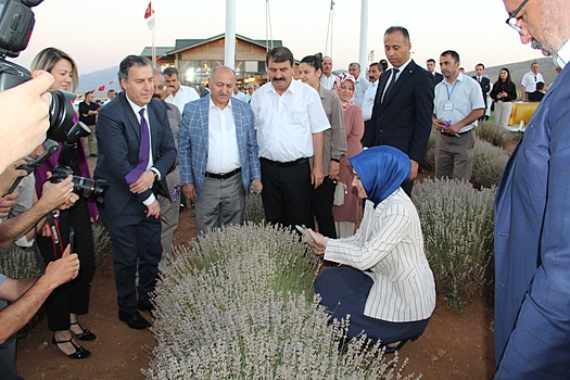 GELENEKSEL 2. LAVANTA HASAT ŞENLİĞİ YOĞUN KATILIMLA YAPILDI