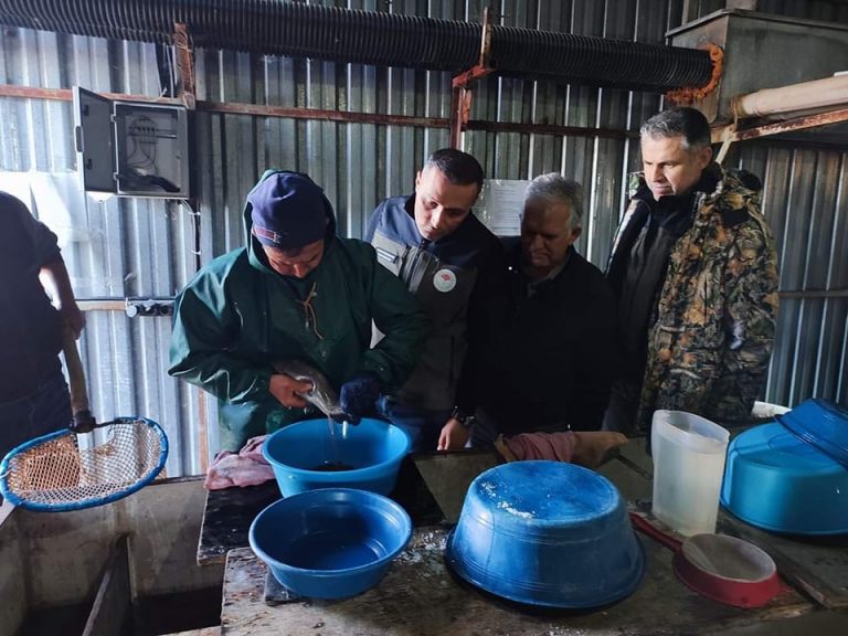 Yılda 300 Ton Alabalık Üretiliyor