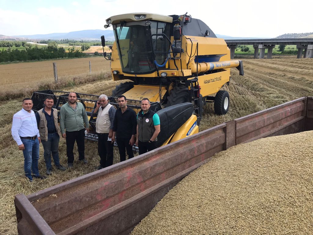 DİNAR DA HUBUBAT HASADI BAŞLADI