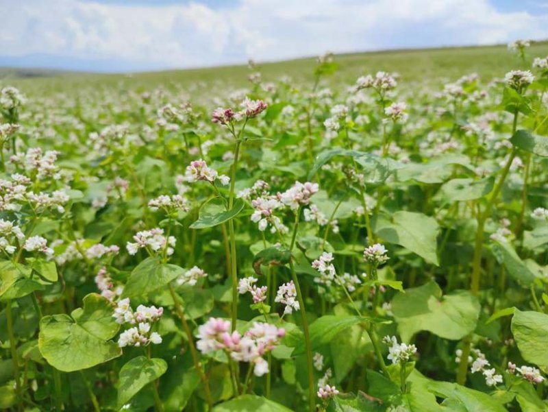 DİNAR’DA KARA BUĞDAYLAR ÇİÇEK AÇTI 3 AW913777 01