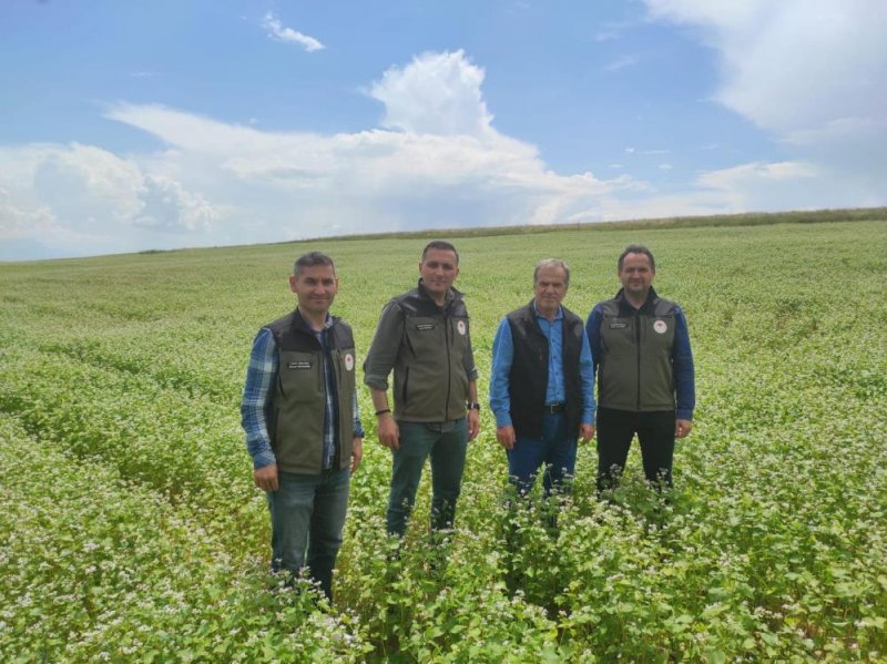 DİNAR’DA KARA BUĞDAYLAR ÇİÇEK AÇTI