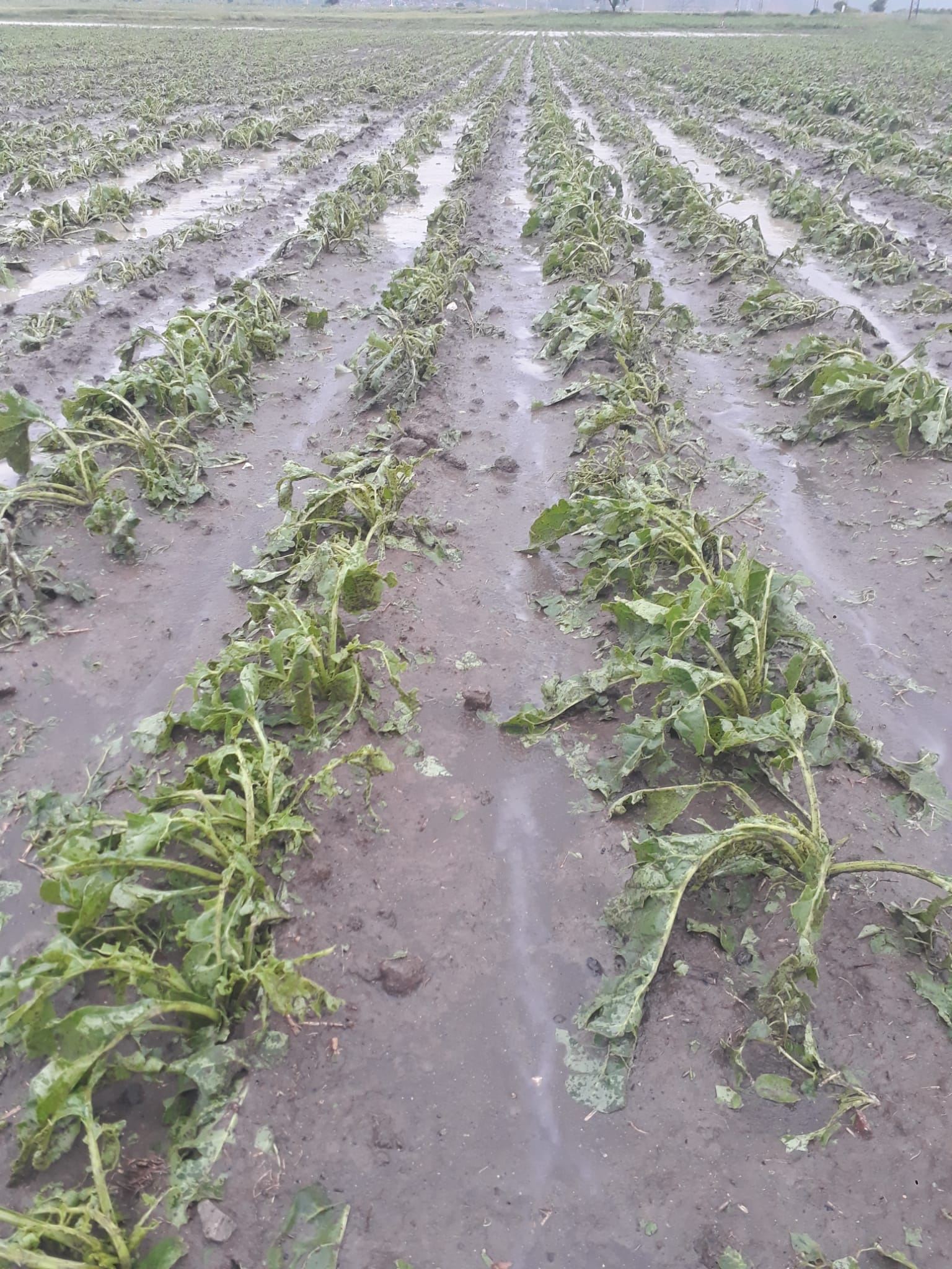 GEÇMİŞ OLSUN ÇÖLOVASI…