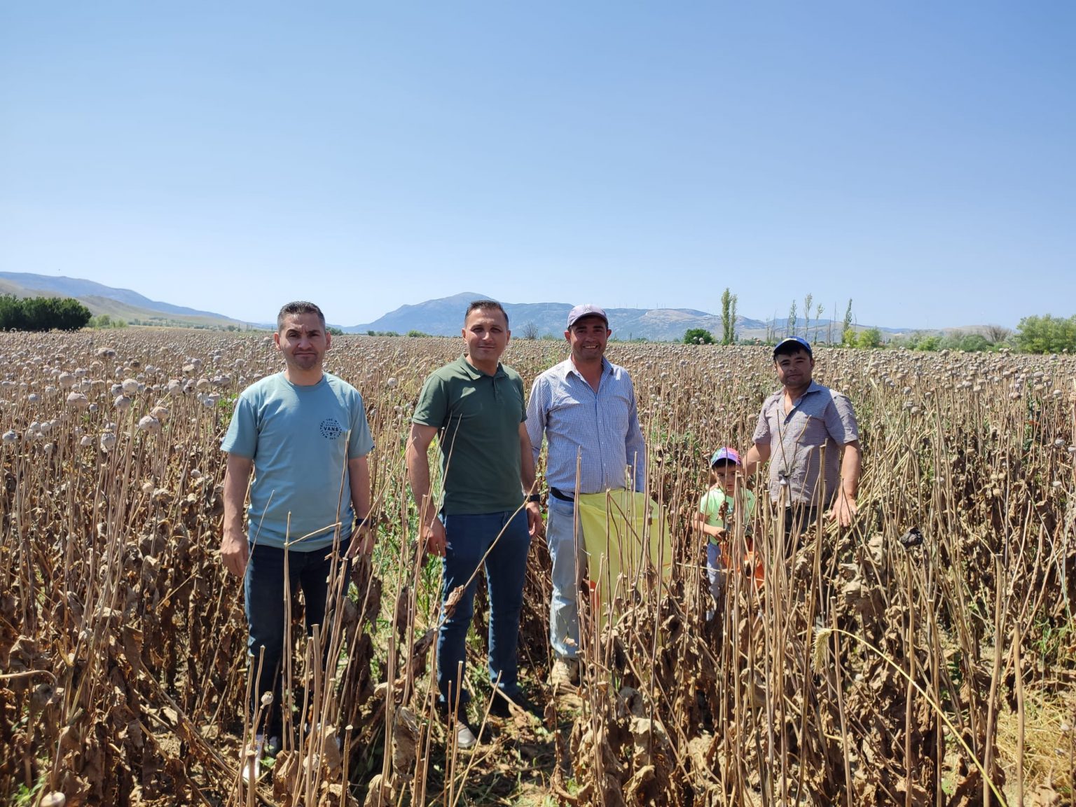 TÜRKİYENİN EN ÇOK HAŞHAŞ YETİŞTİREN İLÇESİ DİNAR DA HAŞHAŞ HASATI BAŞLADI…
