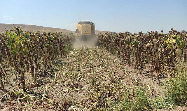 AYÇİÇEĞİ HASADI BAŞLADI 3 aycicegi hasadi basladi 6331