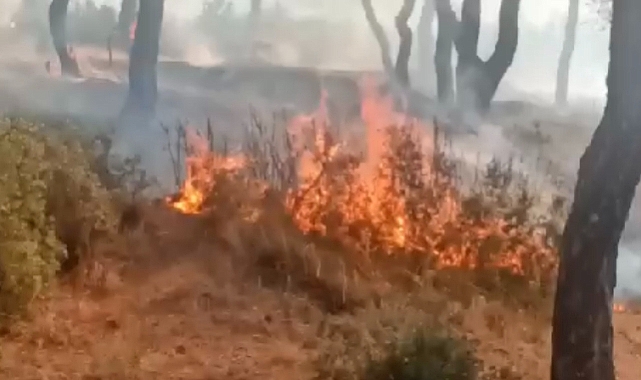 Dinar Pınarlı Köyü Orman Yangınında Son Durum 5 dinar pinarli koyu orman yangininda son durum 2784