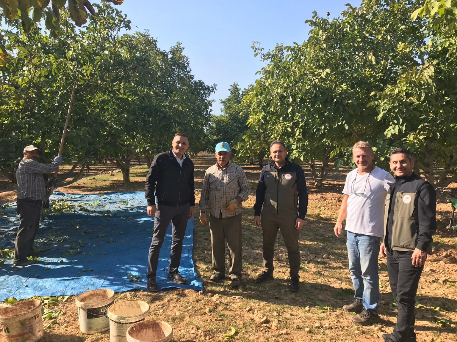 DİNAR’DA CEVİZ HASADI BAŞLADI….