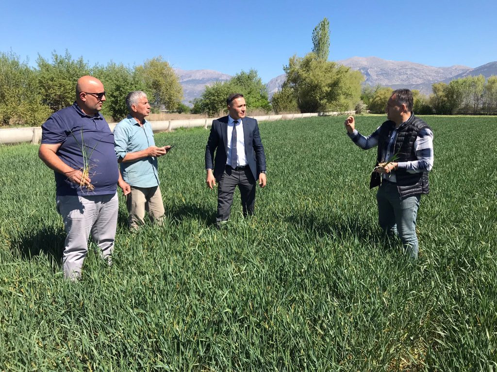 BUĞDAYDA PAS VE SEPTORYA YAPRAK LEKE HASTALIĞINA DİKKAT!