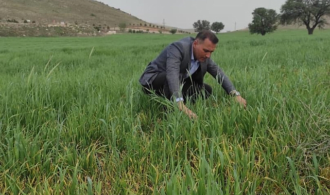 BUĞDAYDA SEPTORİA HASTALIĞINA DİKKAT!