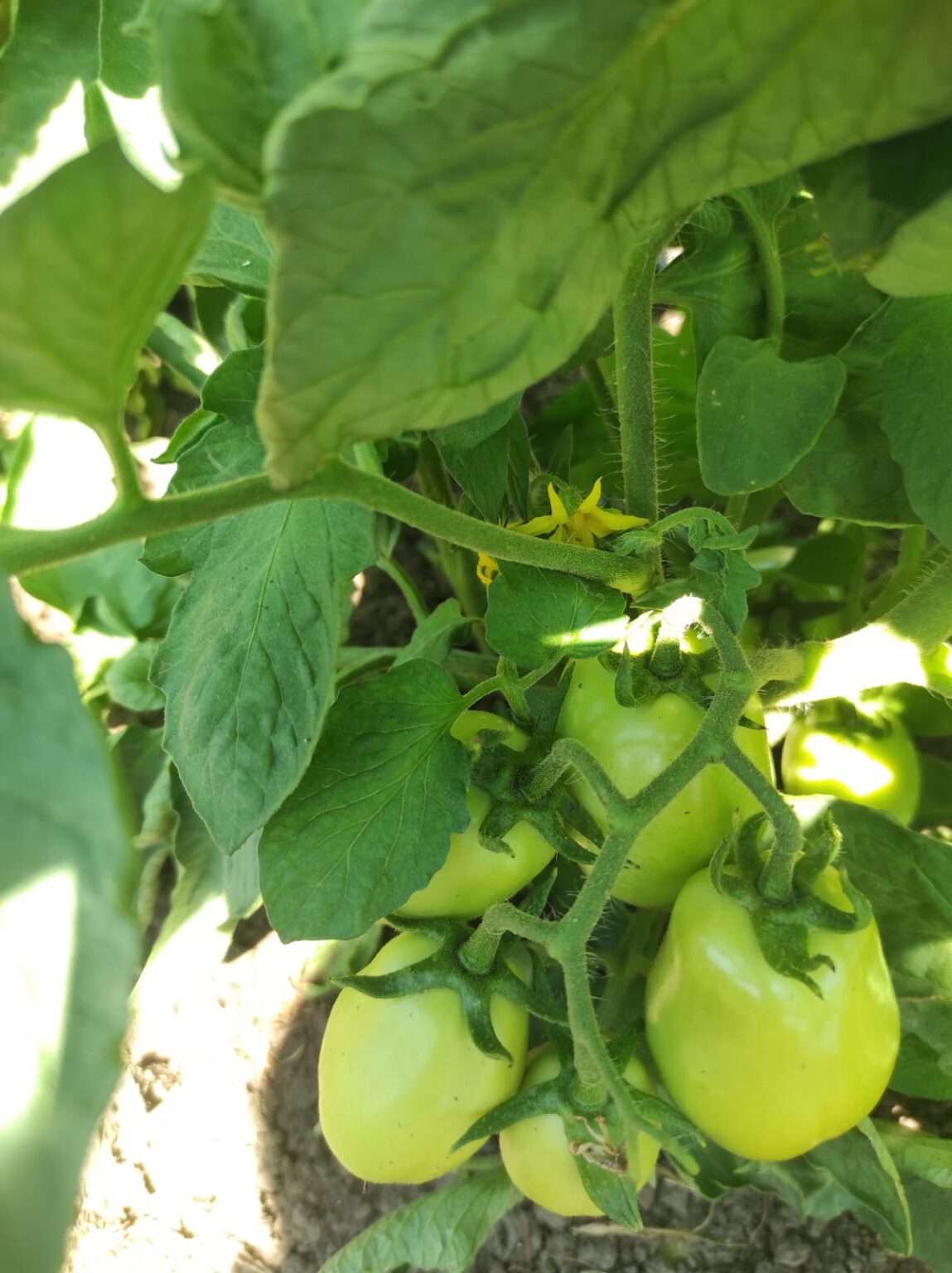 ALTERNATİF ÜRÜN TARLA BİBER VE DOMATESİ 3 450577949 1244682823367669 5922039557318952893 n 1149x1536 1