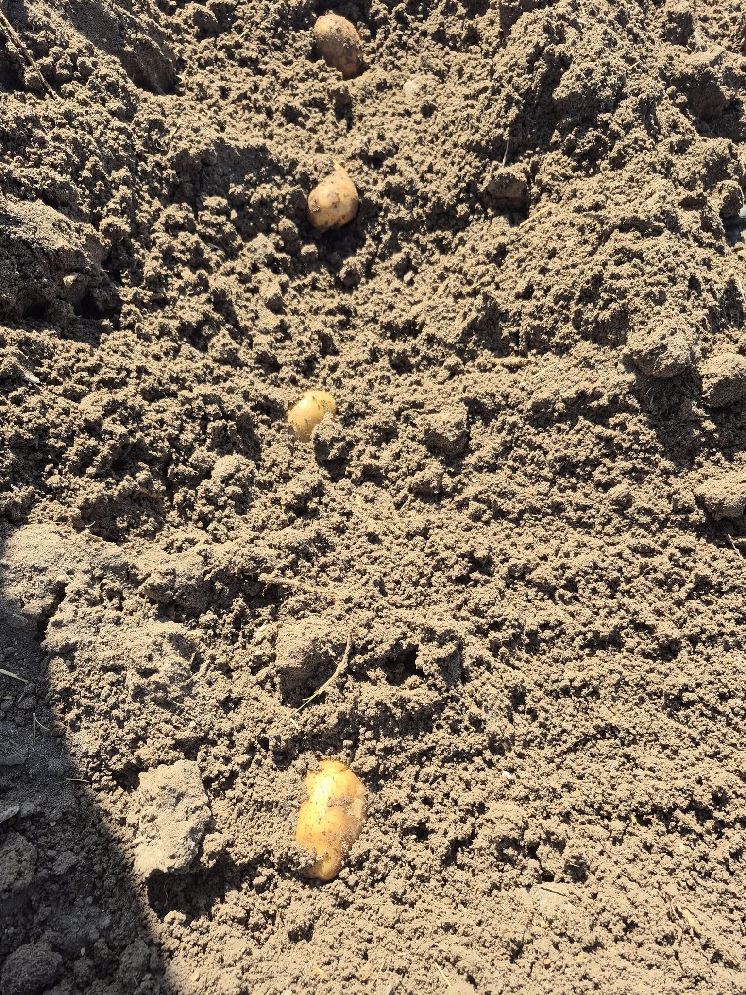 Çöl Ovası’nda Meşhur Patates Ekimi Başladı 3 2867309591741791750