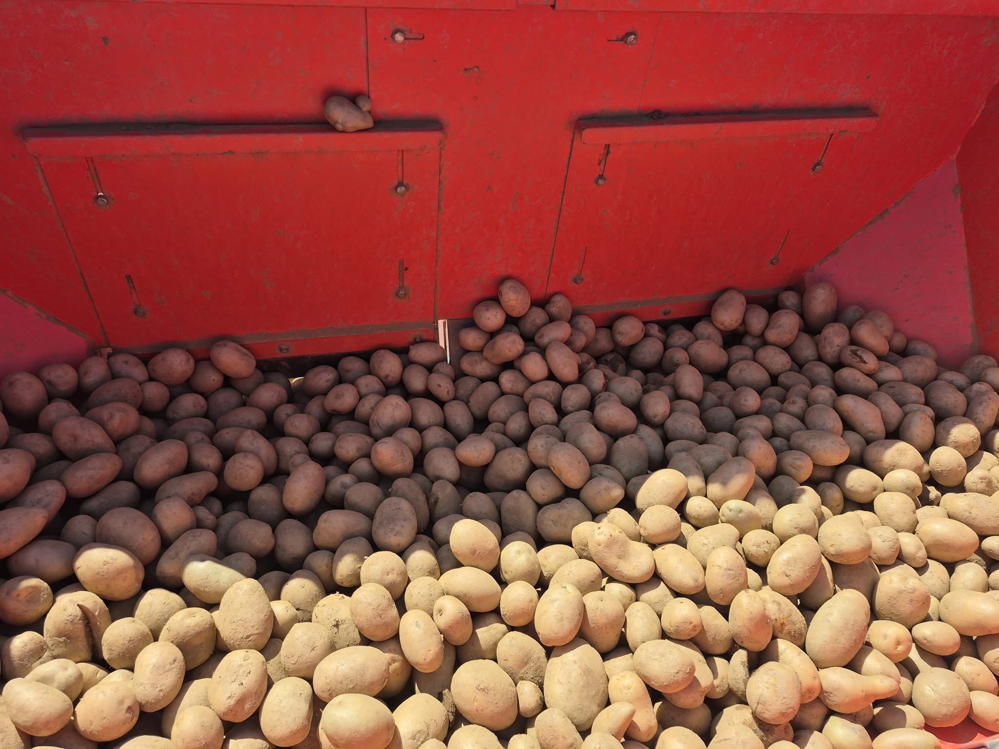 Çöl Ovası’nda Meşhur Patates Ekimi Başladı 4 6406500651741791752